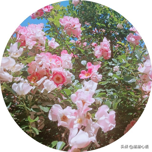 学习ACT六大核心治疗过程