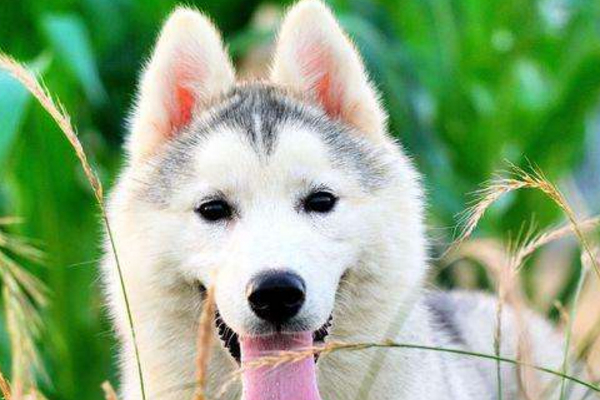 立耳狗狗耳朵突然趴下了怎么办,狗狗耳朵立耳小妙招