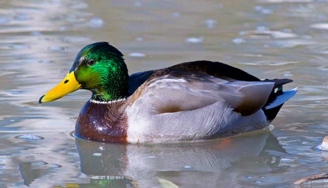 最孤独鸭子被咬死百科,史上最孤独的鸭子
