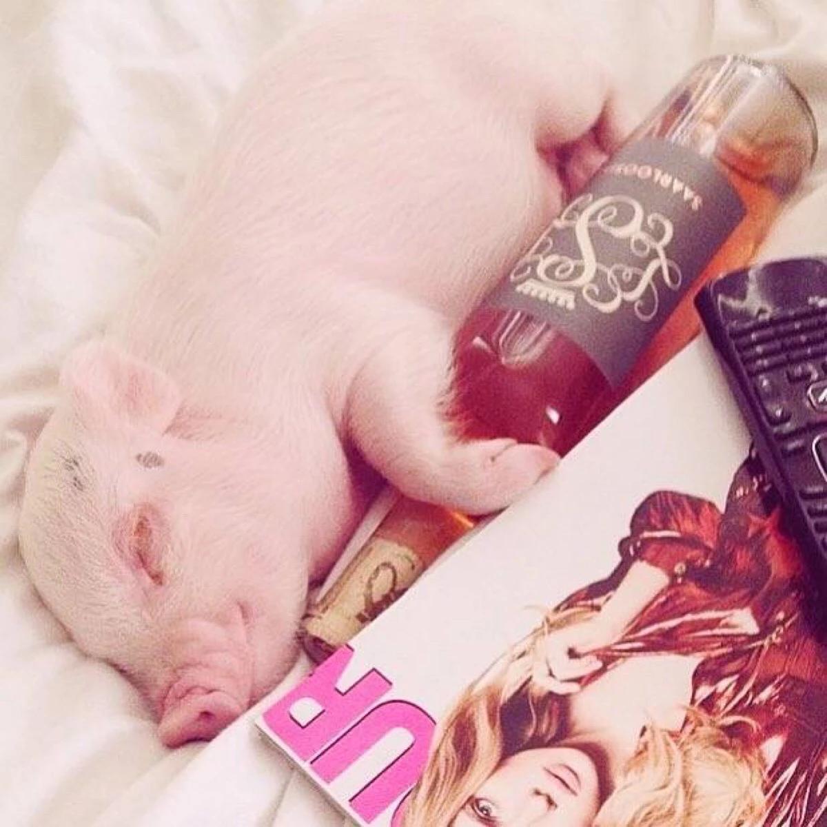 属猪的人善良忠厚老实重感情,属猪人心软不记仇善良重感情