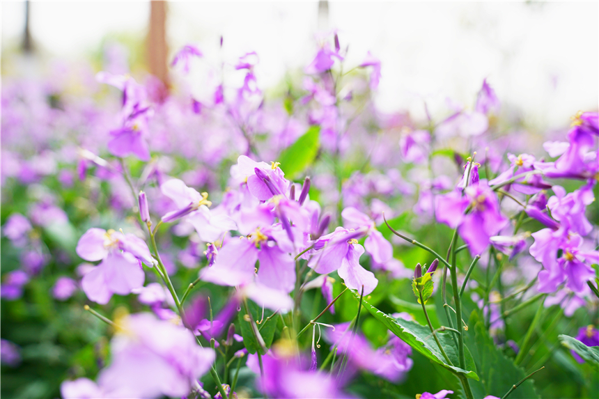 我和宿州有个约会，一场花事，一次慢旅行，探寻最烟火的宿州味道