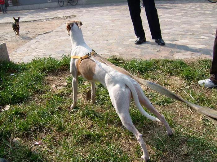 哪些狗狗适合新手养小型犬,最适合新手养的狗狗