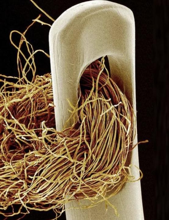 十五张罕见照片神奇而有趣的世界,世界上最有趣的30张照片