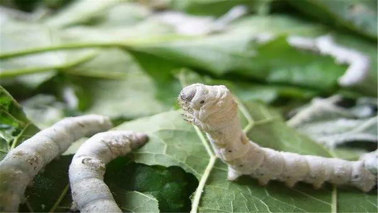养蚕什么品种的蚕最好,蚕怎样才能增加产丝量