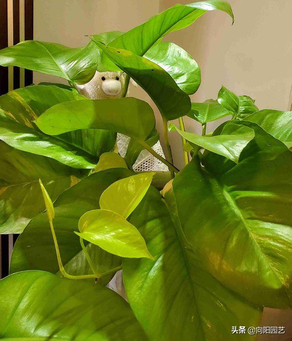 绿萝喂点黄豆水,绿萝喝啤酒长得快吗