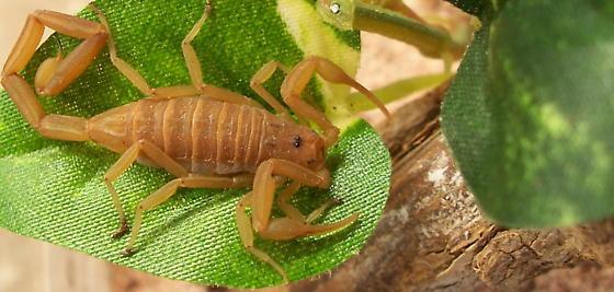 五毒之中蝎子的种类,五毒之首是蜘蛛还是蝎子