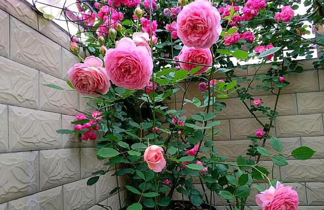 扦插月季花最好的办法,月季花怎样扦插才能提高成活