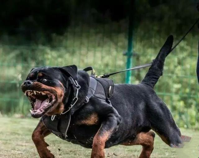 各国猛犬品种排名,各国品种猛犬