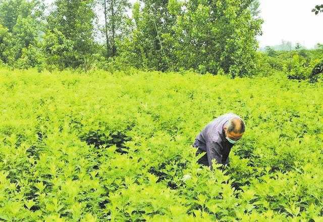随县艾草,小艾草种苗