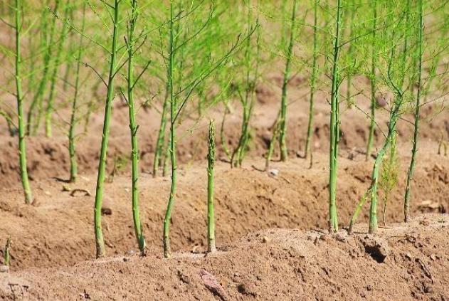 芦笋栽培及田间管理,芦笋种植技术和注意事项