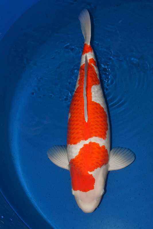 鱼百滋酸菜鱼即墨团购,鱼百科app