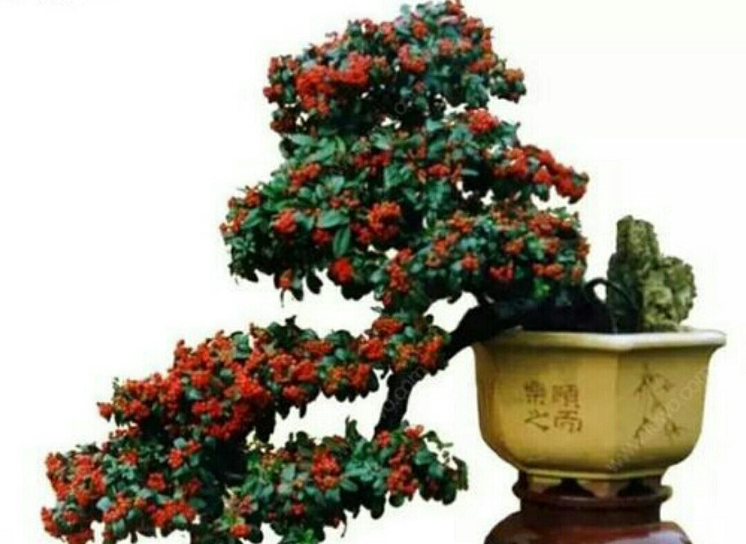 火棘盆景叶子发黑掉叶子怎么回事,火棘盆景能在广东种植开花结果吗