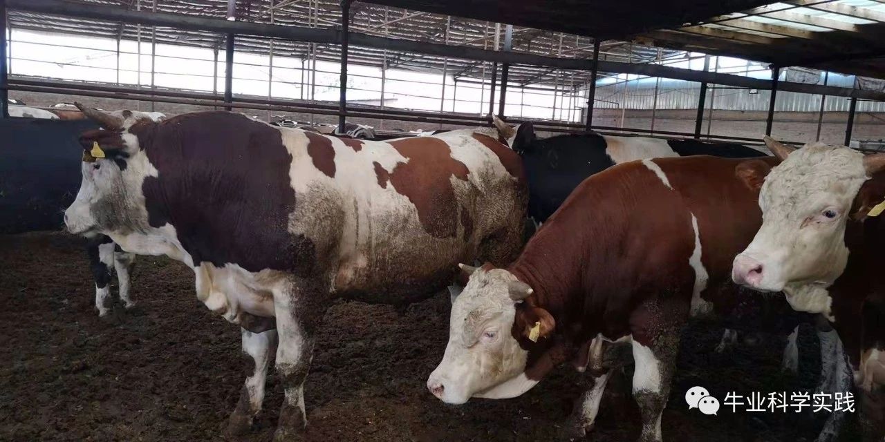 肉牛育肥成本和利润,2022年育肥牛养殖利润