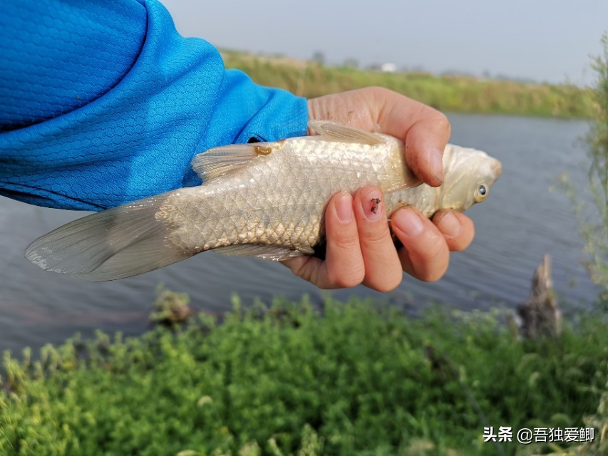 为什么大板鲫吃口很轻,大板鲫一般多少度吃口