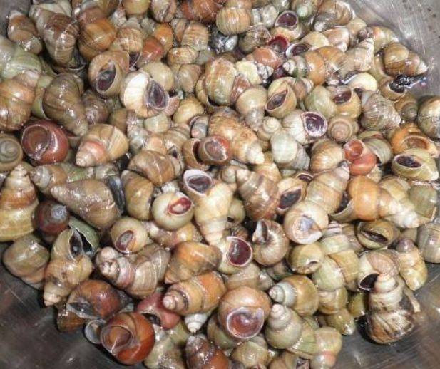 田螺怎么清洗干净的方法,田螺怎么洗干净教你三个清洗方法