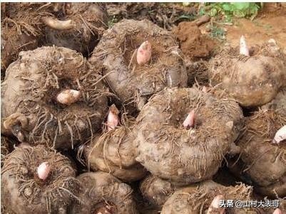 魔芋豆腐做法直播间,魔芋豆腐做法贵州小吃