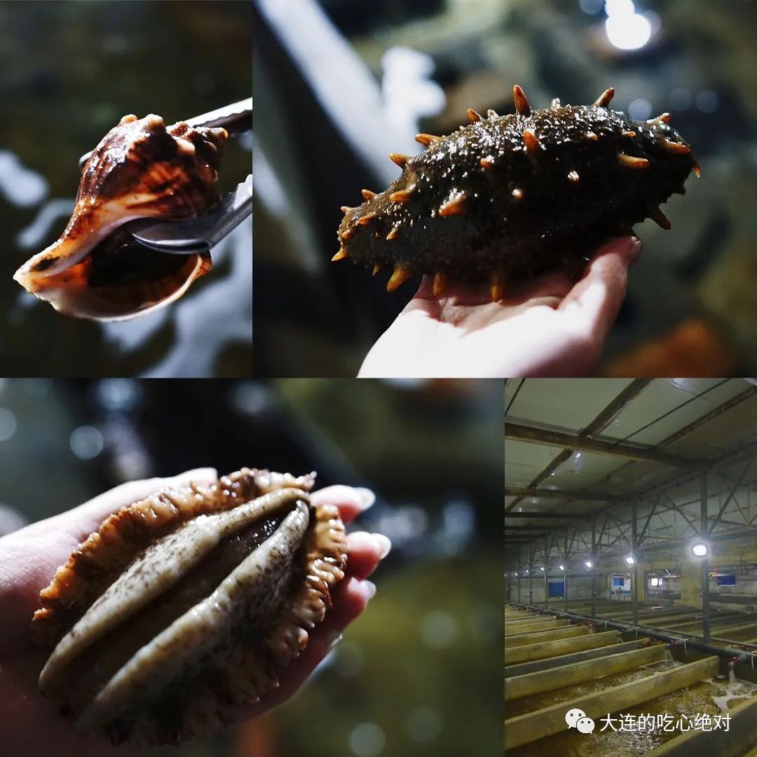 大连海边风景好的餐厅,大连又好吃又好玩又好住的地方