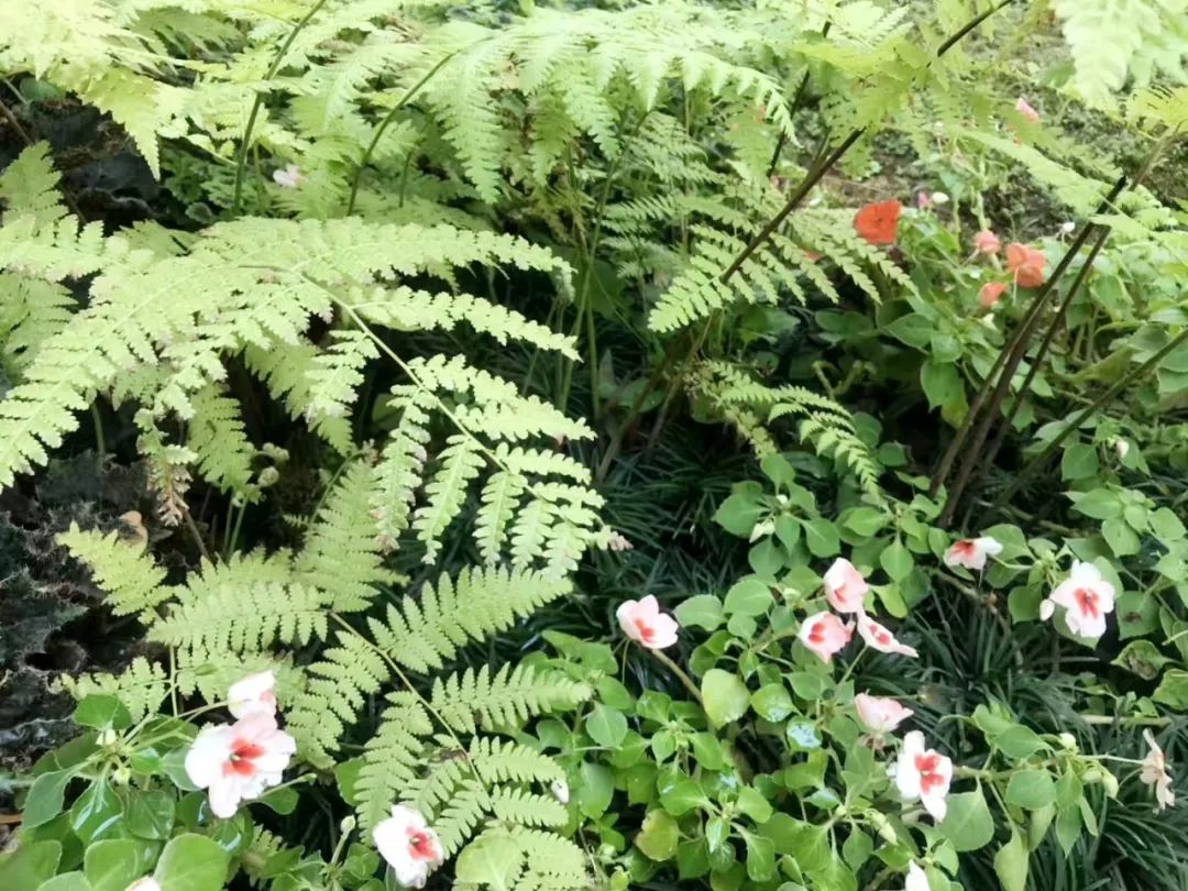 泰国清迈特产水果,泰国清迈的玫瑰