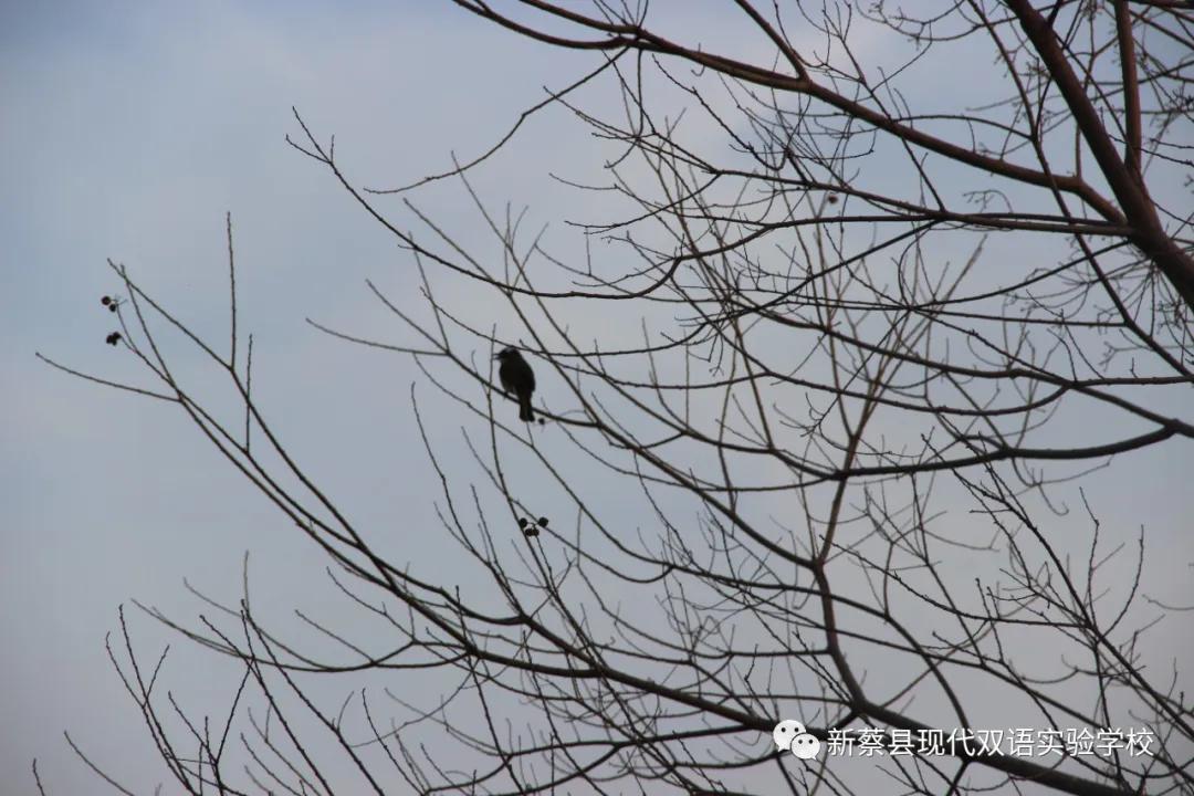 新蔡现代双语实验学校,新蔡县现代双语实验学校老照片