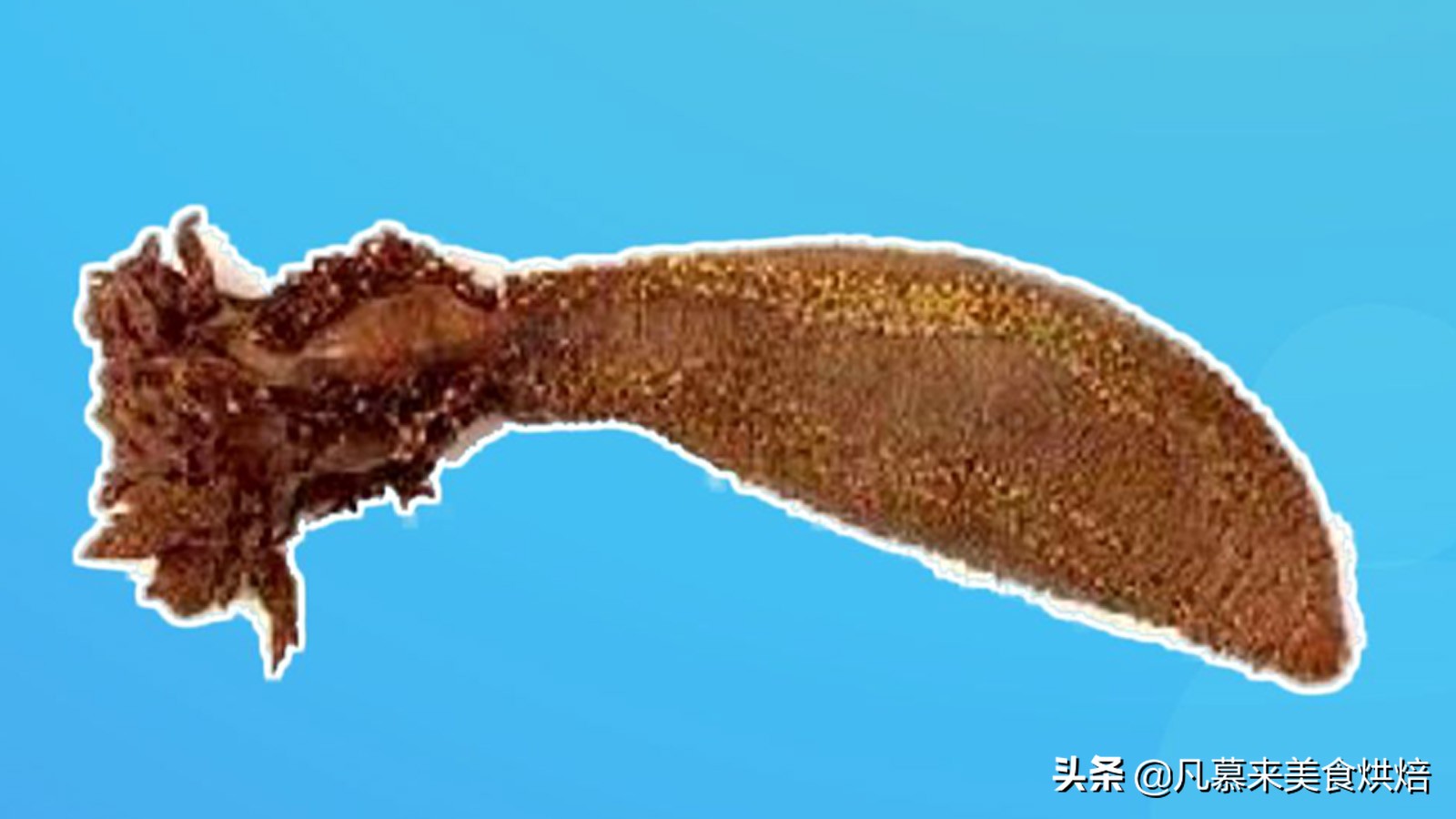 海参有多少种品种科普,海参品种齐全多种多样