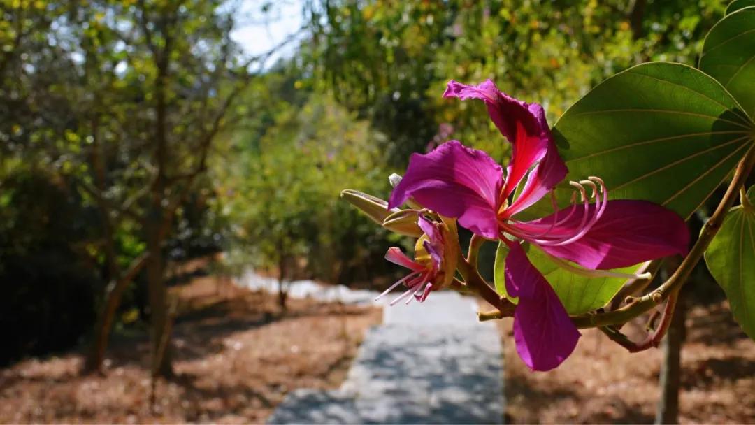 大运绿道跑步路线,大运公园绿道