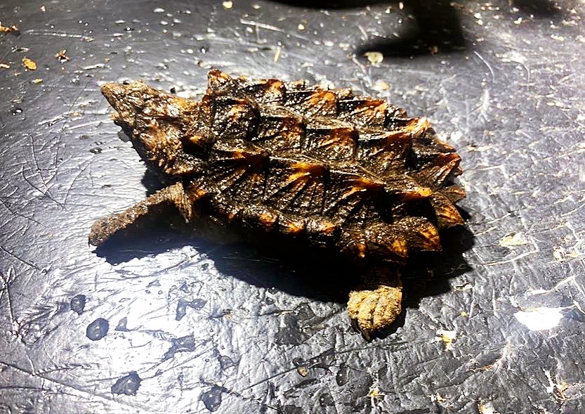 宠物乌龟治疗,乌龟尾巴有点小断尾怎么处理