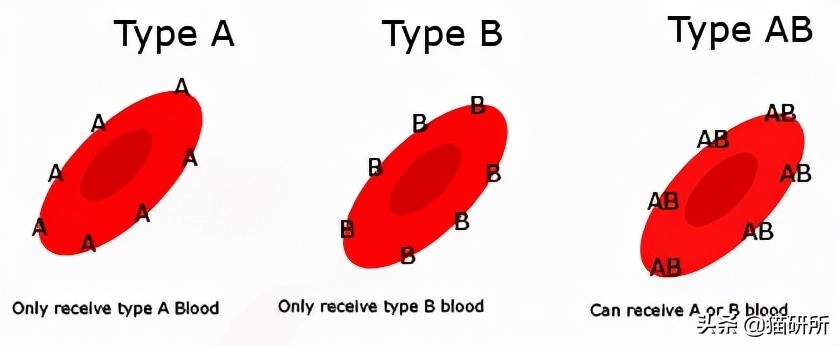 猫咪大部分是什么血型,猫咪的血型有哪几种