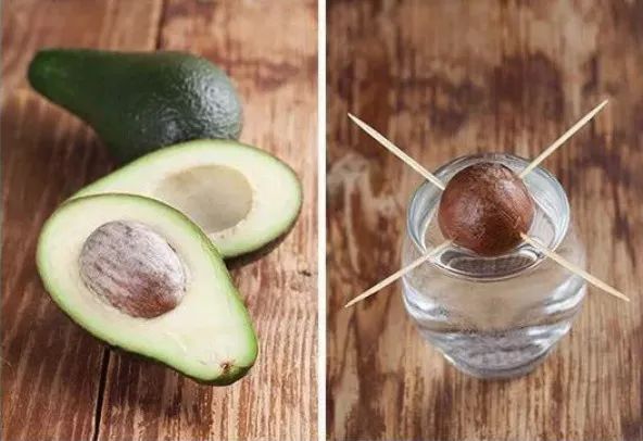 玉米棒子插水里，7天冒出小森林