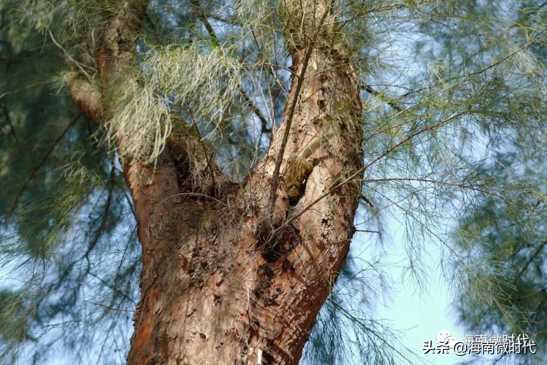 海南大学啥时候开学,海南大学研究生开学