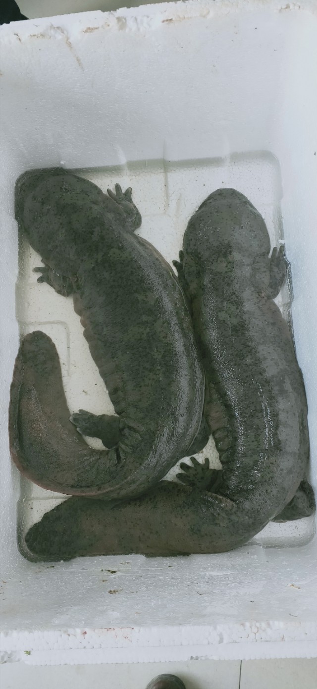 稀有淡水鱼苗批发,人工养殖的娃娃鱼苗批发