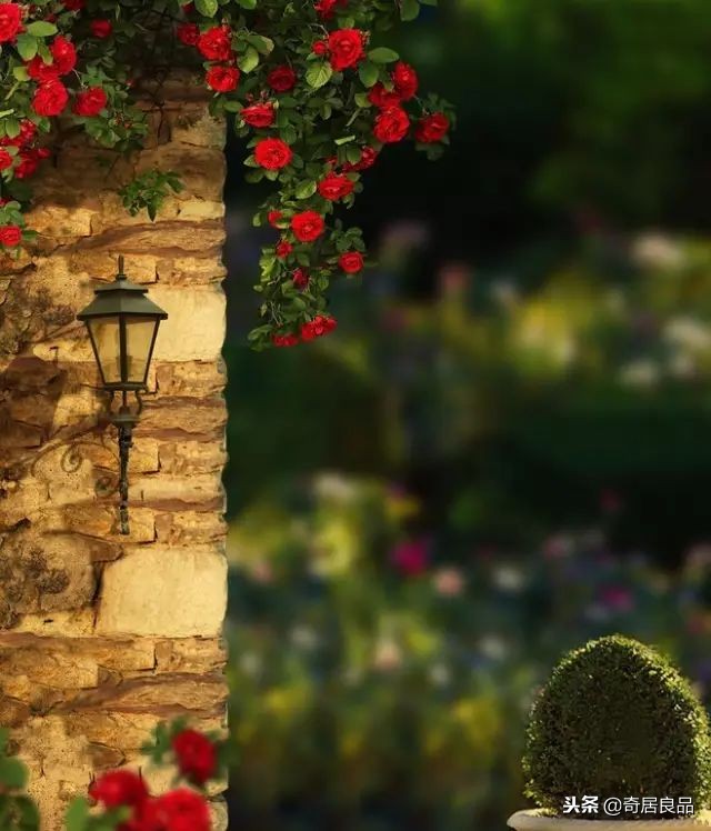 四季开花的庭院爬藤,庭院爬藤花期长哪种最好