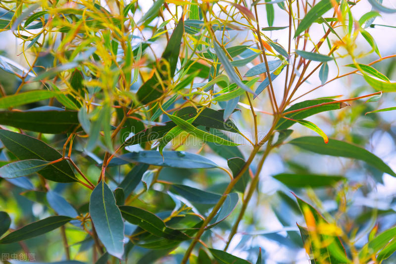 桉树是不是有毒的树种,桉树为何成了害人树