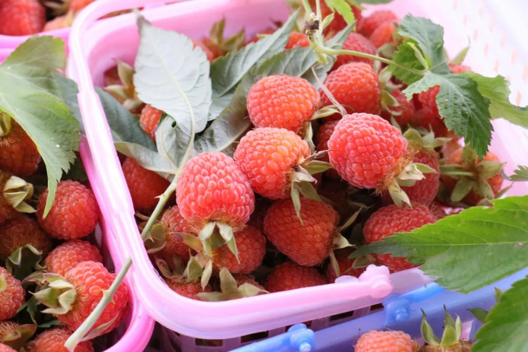 诸暨哪里树莓采摘最好,诸暨摘树莓