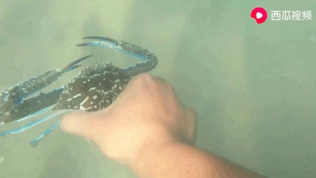 西瓜视频赶海活动,西瓜视频赶海