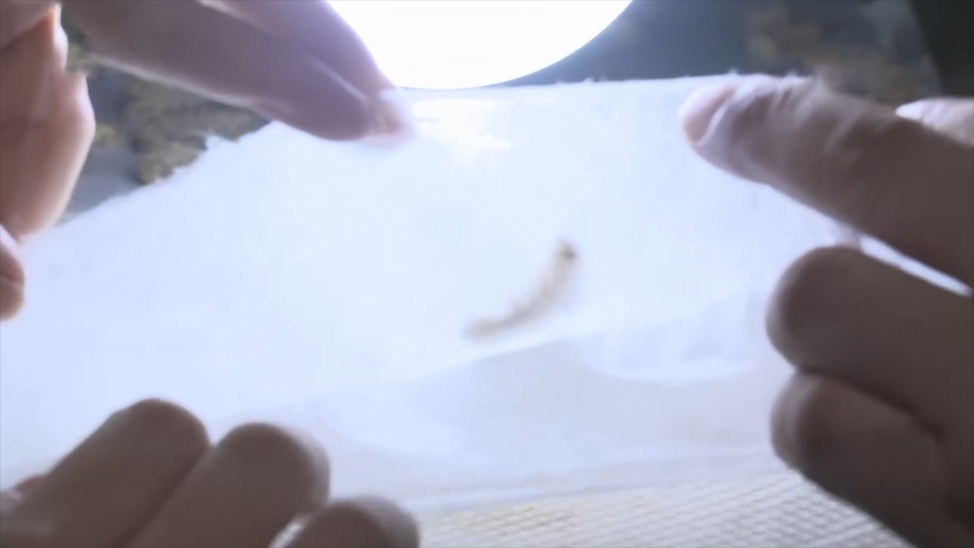 摘桑养蚕赚钱,种桑养蚕致富的成功经验