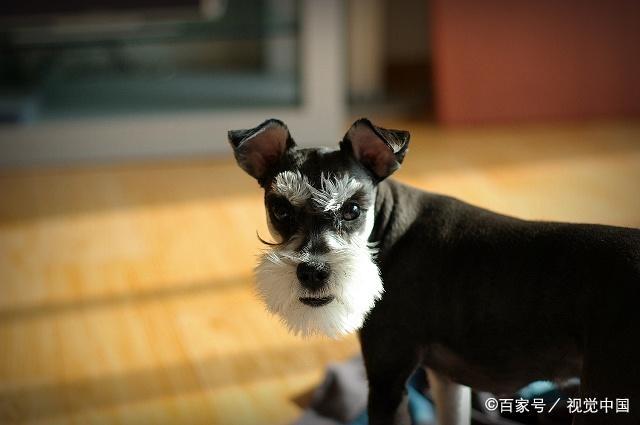 双鱼座狗狗性格特点,狗狗性格特点分析