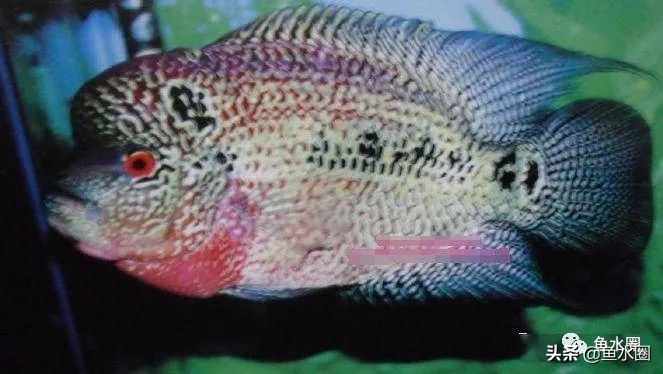 罗汉鱼身上亮片少是什么品种,罗汉鱼血麒麟和火凤哪个品种好