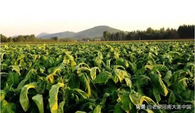 许昌襄县烟叶烘烤基地,河南许昌襄城县烟叶基地
