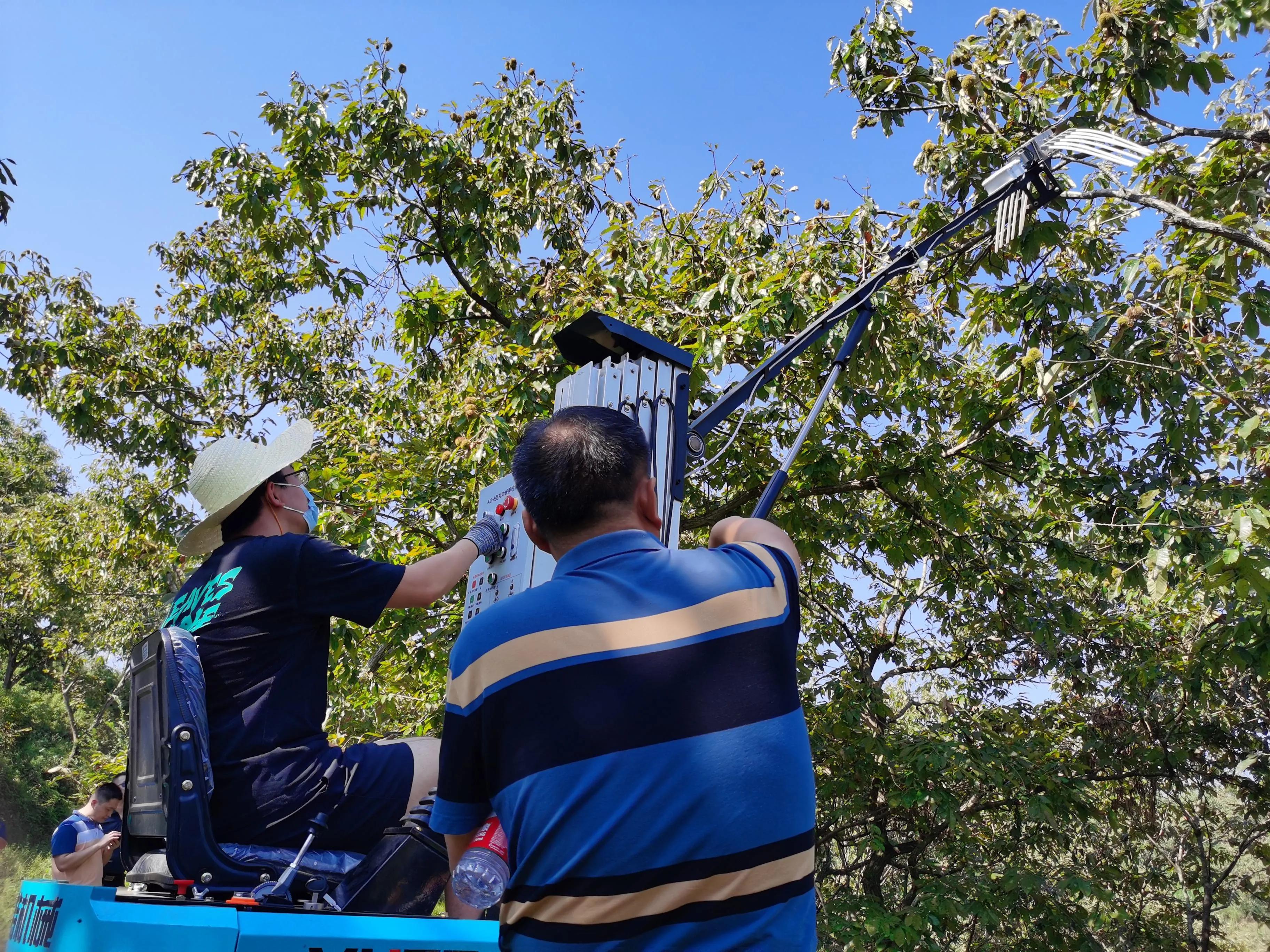 板栗脱粒机使用视频,振动机摇板栗树视频