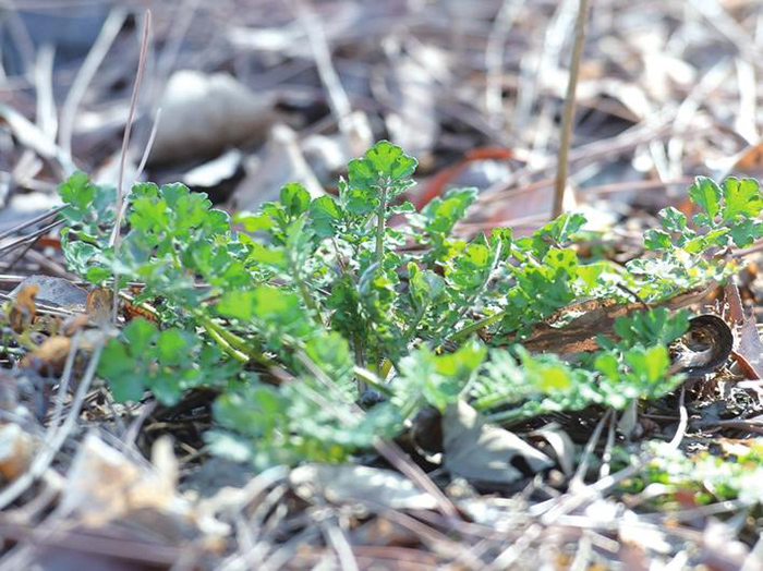 清明植物图鉴,清明时有什么植物和动物