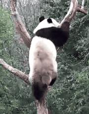 你才可爱你全家都可爱怎么回,你才可爱你全家都可爱出处