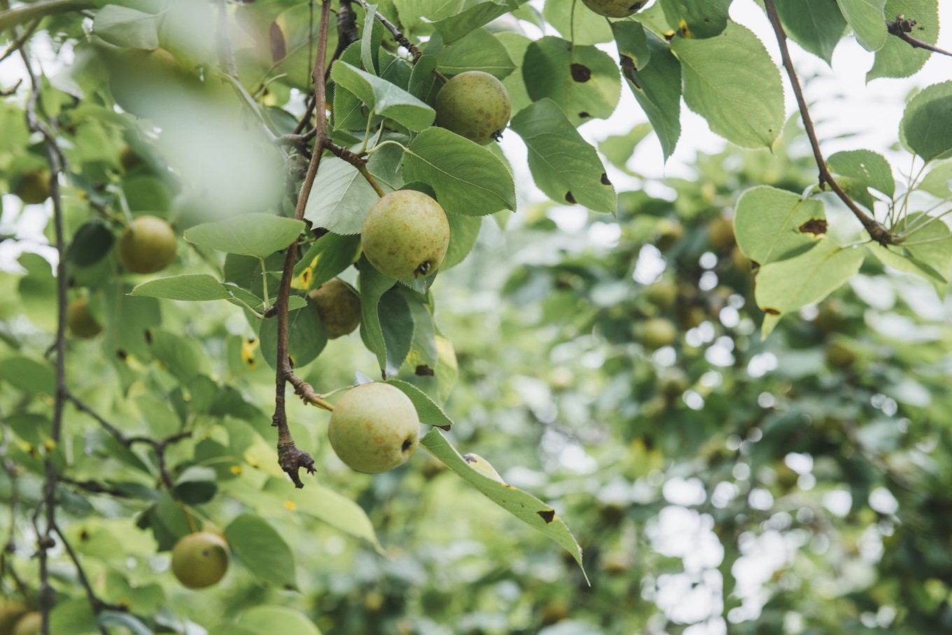 绿色世界花的海洋，在十里芳菲宠爱自己的24小时
