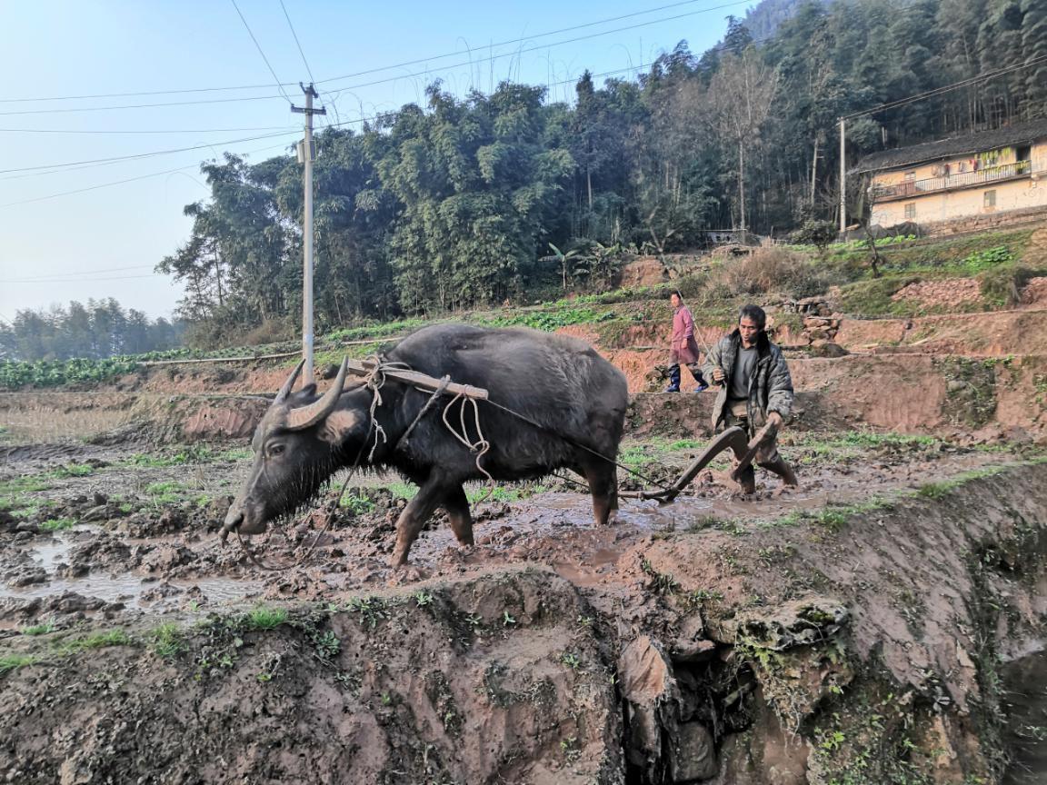 乡镇疫情防控和春耕生产两不误,疫情防控一手抓春耕备耕