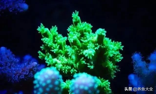 原生缸混养好还是单养好,无蛋分无过滤可以养小丑鱼吗