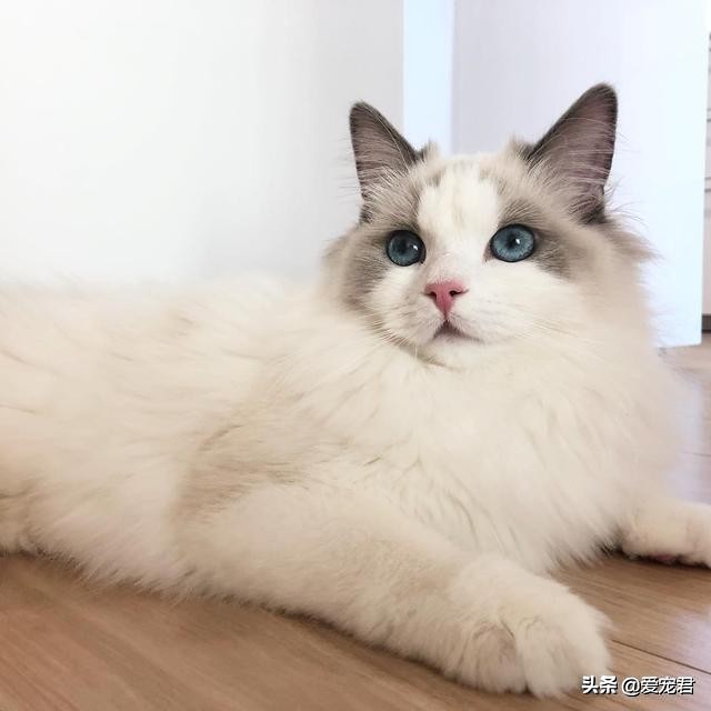 比较忙没有时间陪猫咪,经常上班没空陪猫咪可以吗