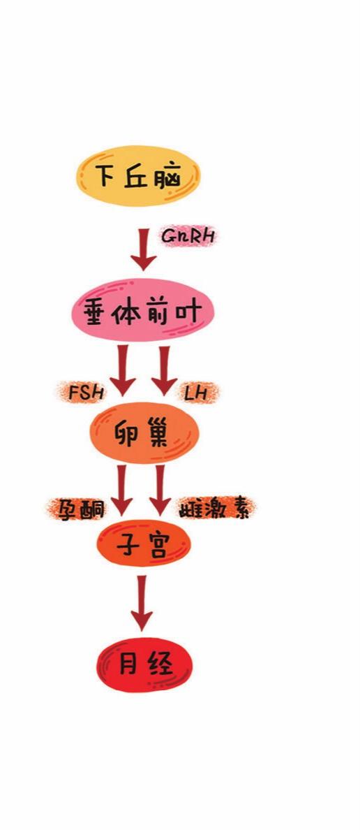 大姨妈的超冷门知识，狗狗会月经吗
