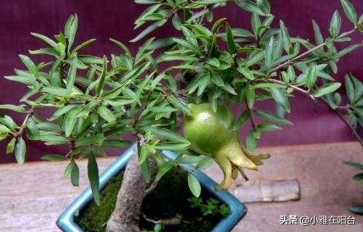 为什么石榴开花有早开有晚开花呢,石榴盆景多开花的技术有哪些方法