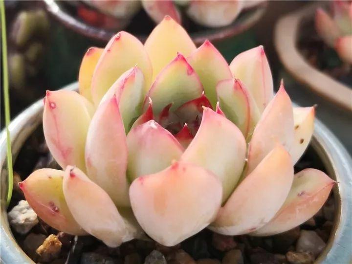 什么多肉夏天也可以继续生长,教你十大多肉养护技巧