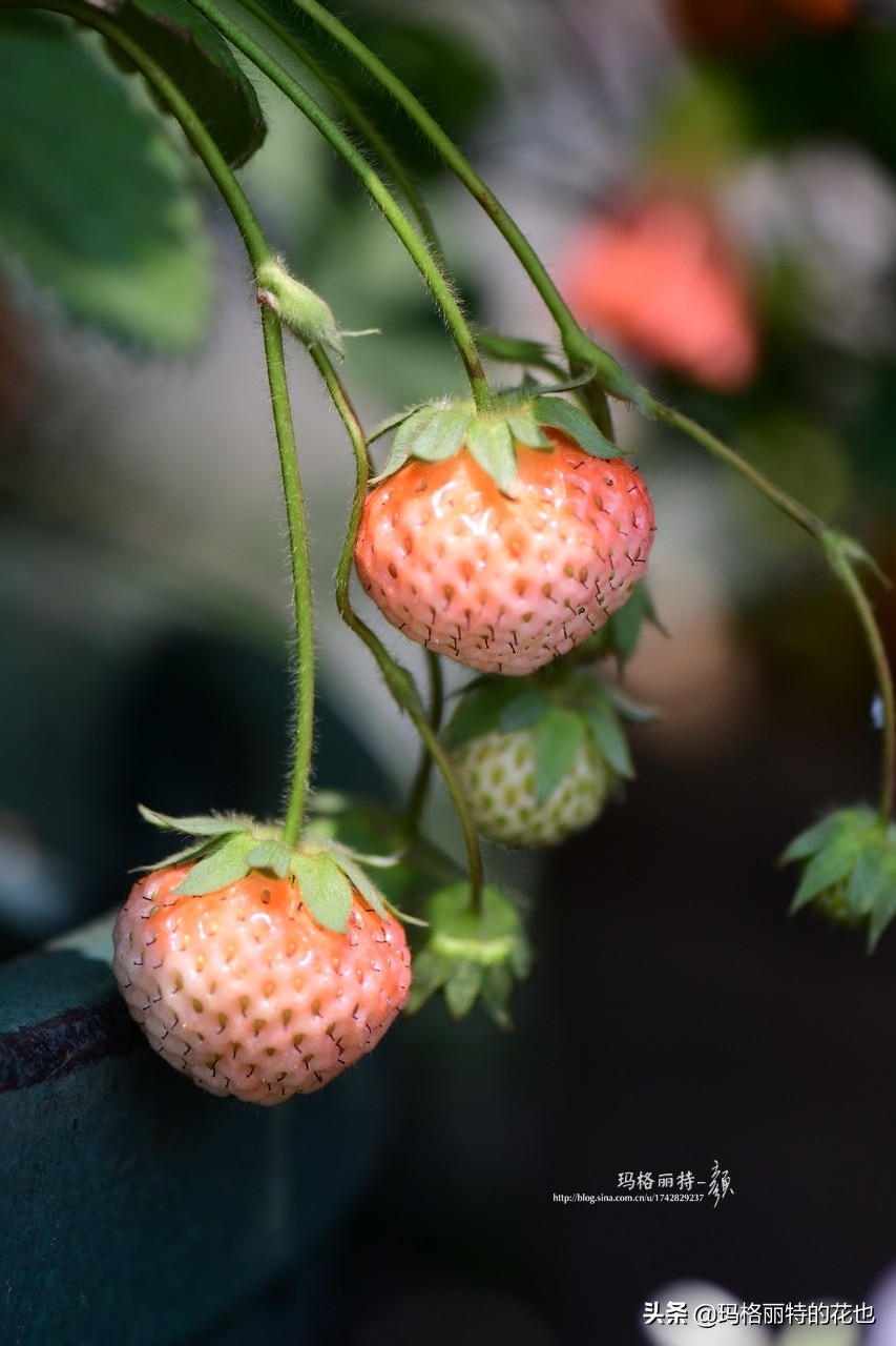 树莓在庭院怎么种植,树莓可在院子里种吗