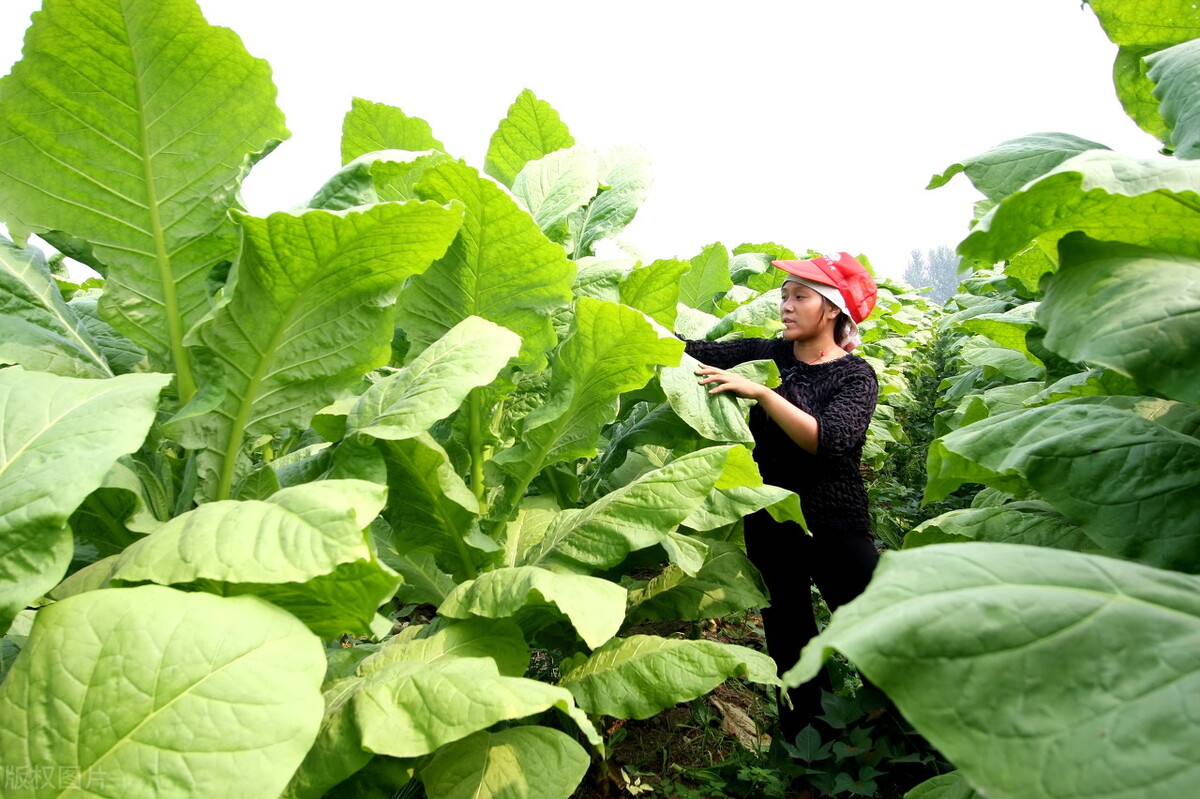 许昌襄城县最新规划,国家为什么要大力发展永城